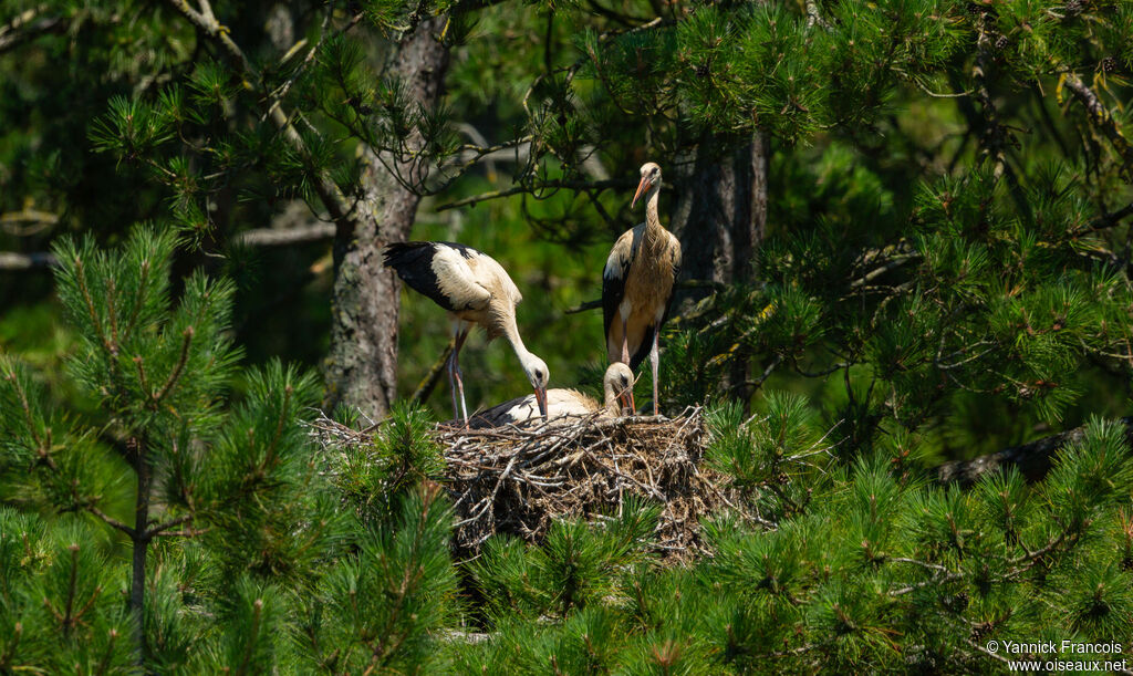 White Storkjuvenile, habitat, aspect