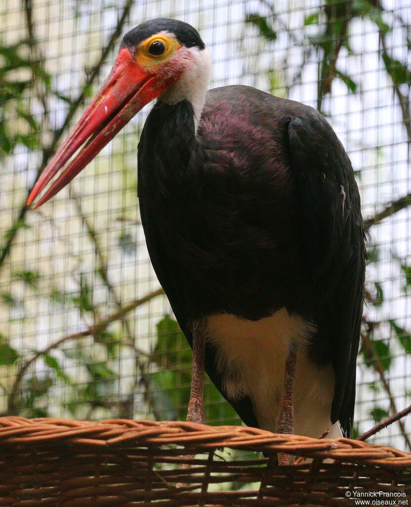 Storm's Storkadult, identification, aspect