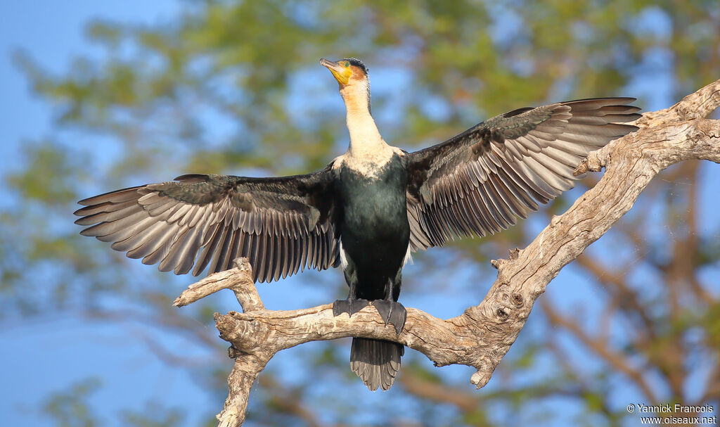 White-breasted Cormorantadult, identification, aspect