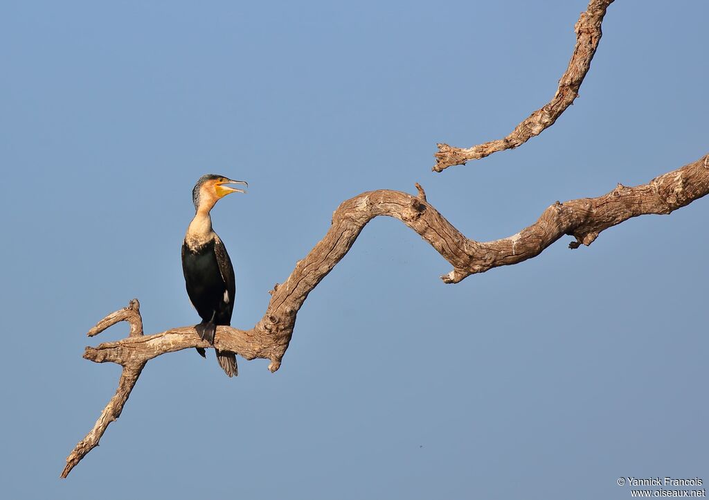 White-breasted Cormorantadult, habitat, aspect