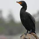 Cormoran couronné
