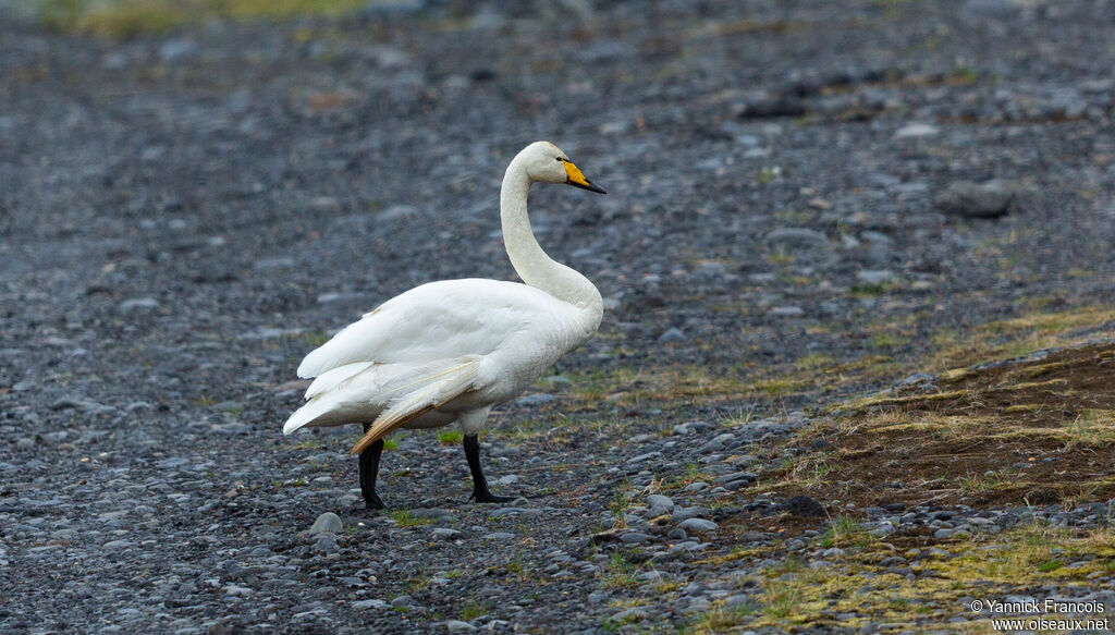 Cygne chanteuradulte, identification, composition
