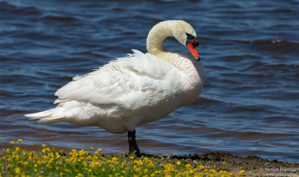 Cygne tuberculéadulte, identification, composition