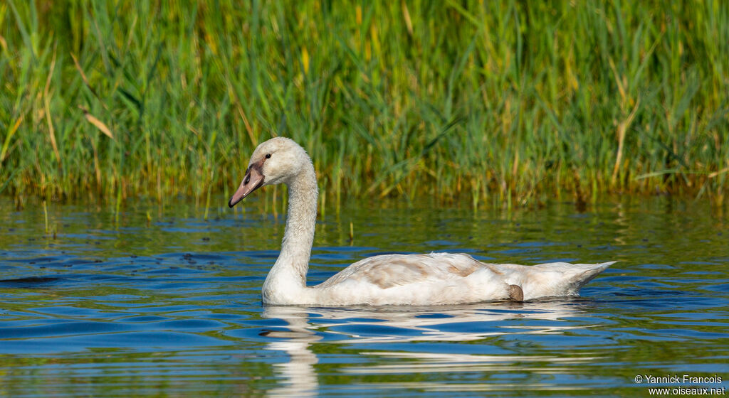 Mute Swanimmature, identification, aspect