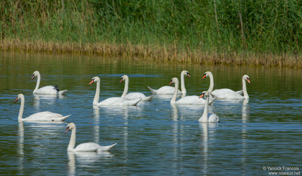 Mute Swanadult, habitat, aspect