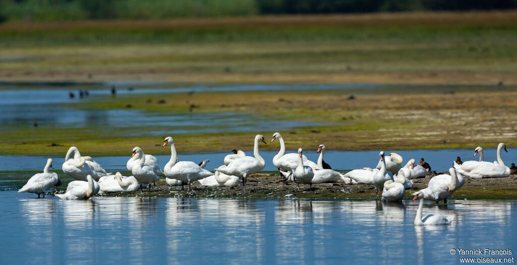 Mute Swanadult, habitat, aspect