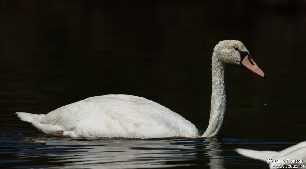 Mute Swansubadult transition, identification, aspect