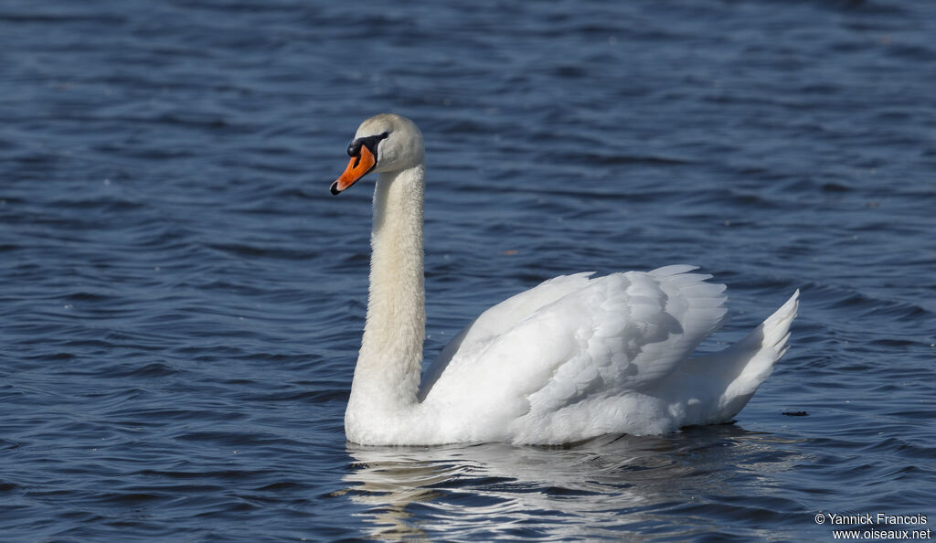 Cygne tuberculéadulte, identification, composition