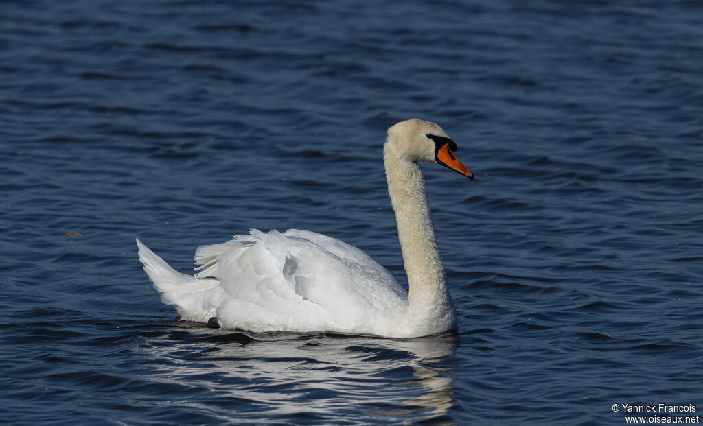 Cygne tuberculéadulte, identification, composition