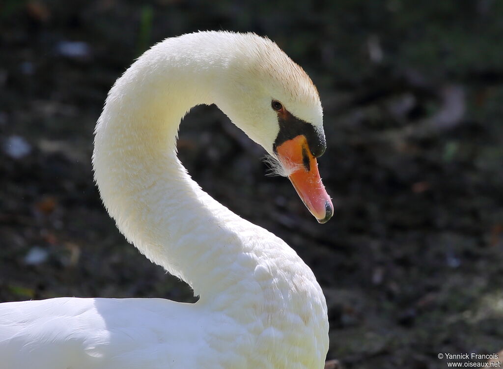 Mute Swanadult, close-up portrait, aspect