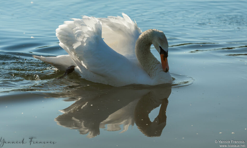 Mute Swanadult, identification, aspect, swimming