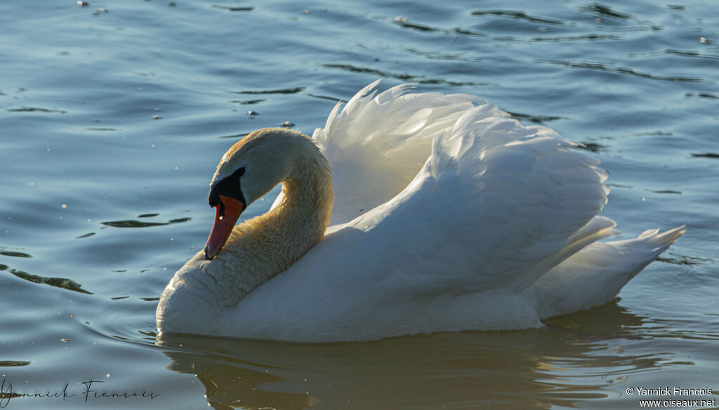 Cygne tuberculéadulte, identification, composition, nage