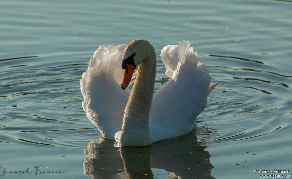 Cygne tuberculéadulte, identification, composition, nage