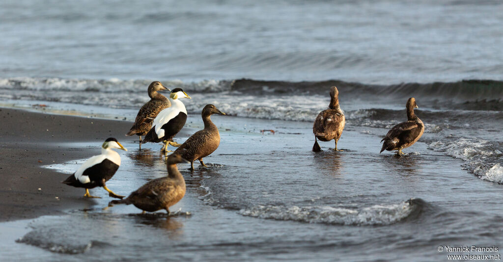 Eider à duvet, habitat, composition