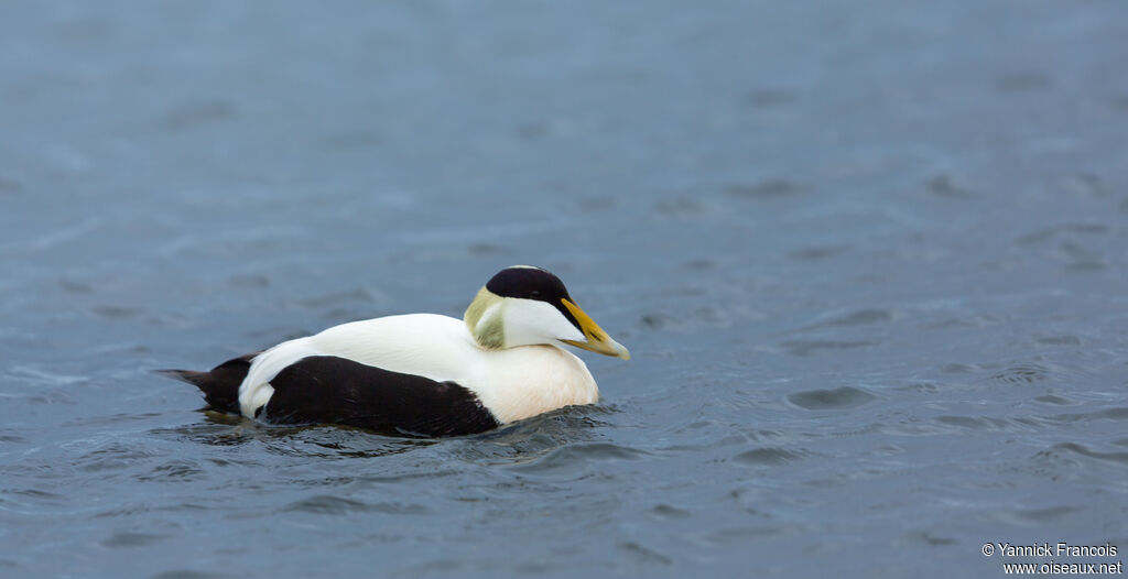 Eider à duvet mâle adulte nuptial, habitat, composition, nage