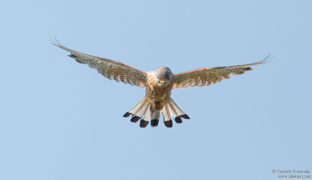 Common Kestrel male adult, aspect, Flight, fishing/hunting