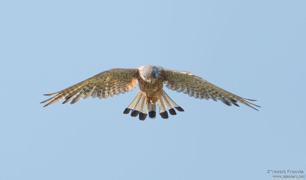 Common Kestrel male adult, aspect, Flight, fishing/hunting