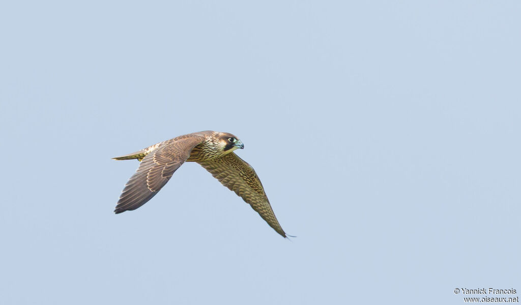 Peregrine Falconimmature, aspect, Flight