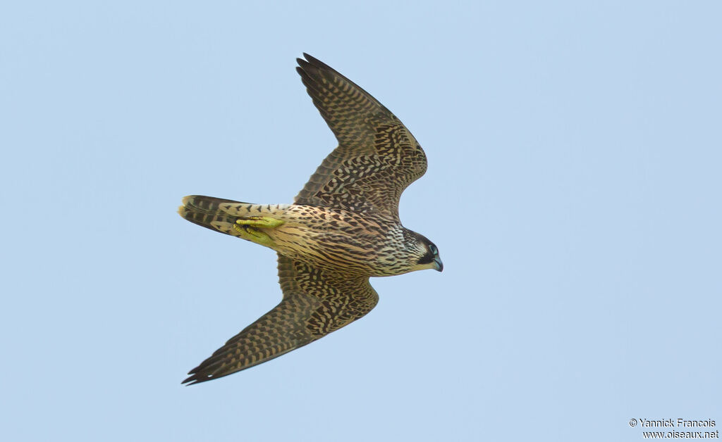 Peregrine Falconimmature, aspect, Flight