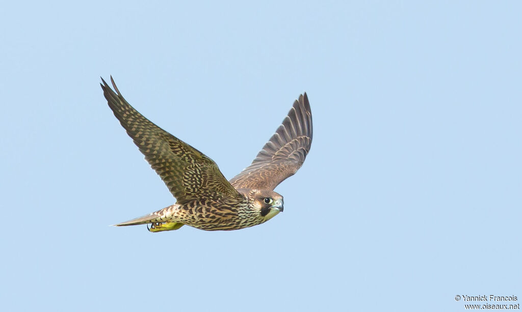 Peregrine Falconimmature, aspect, Flight