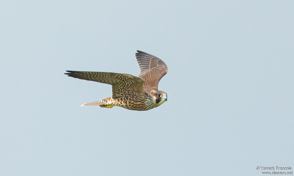 Peregrine Falconimmature, aspect, Flight