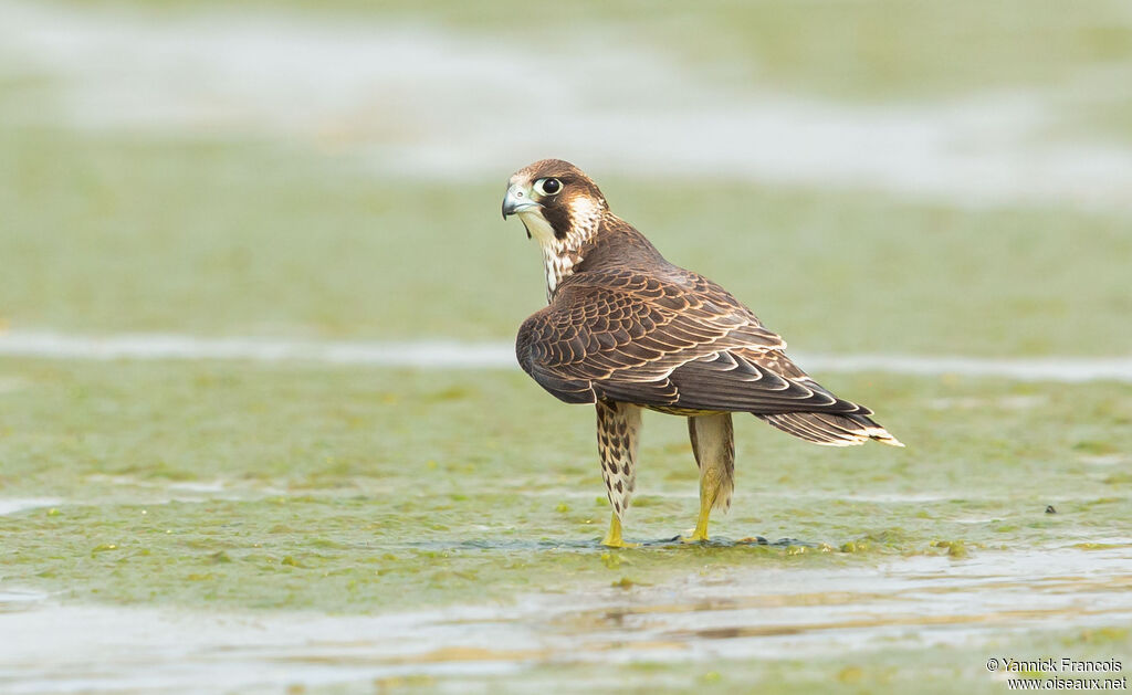 Peregrine Falconimmature, identification, aspect