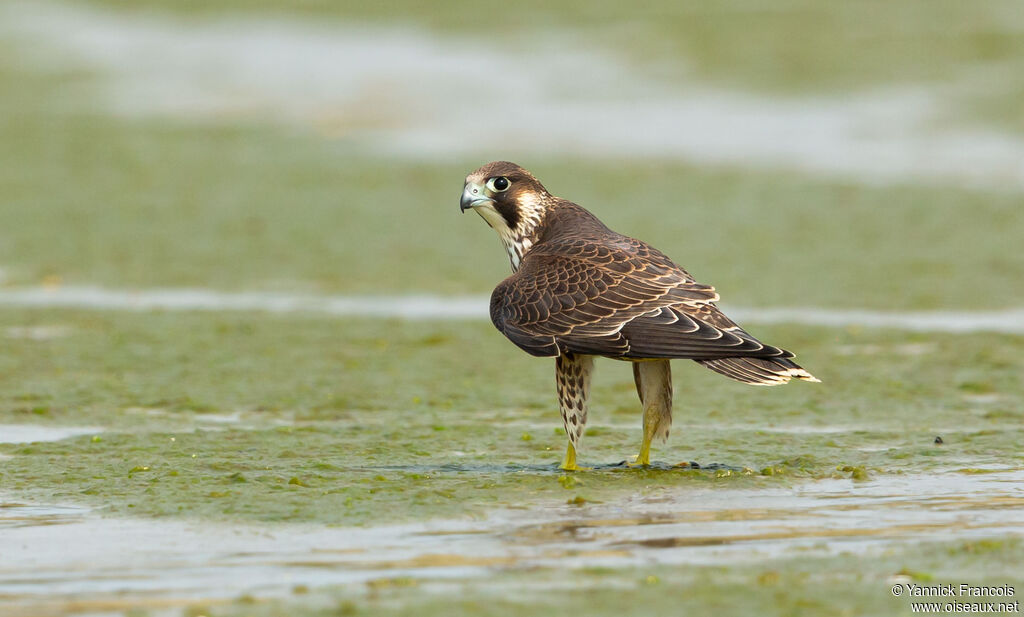 Peregrine Falconimmature, identification, aspect