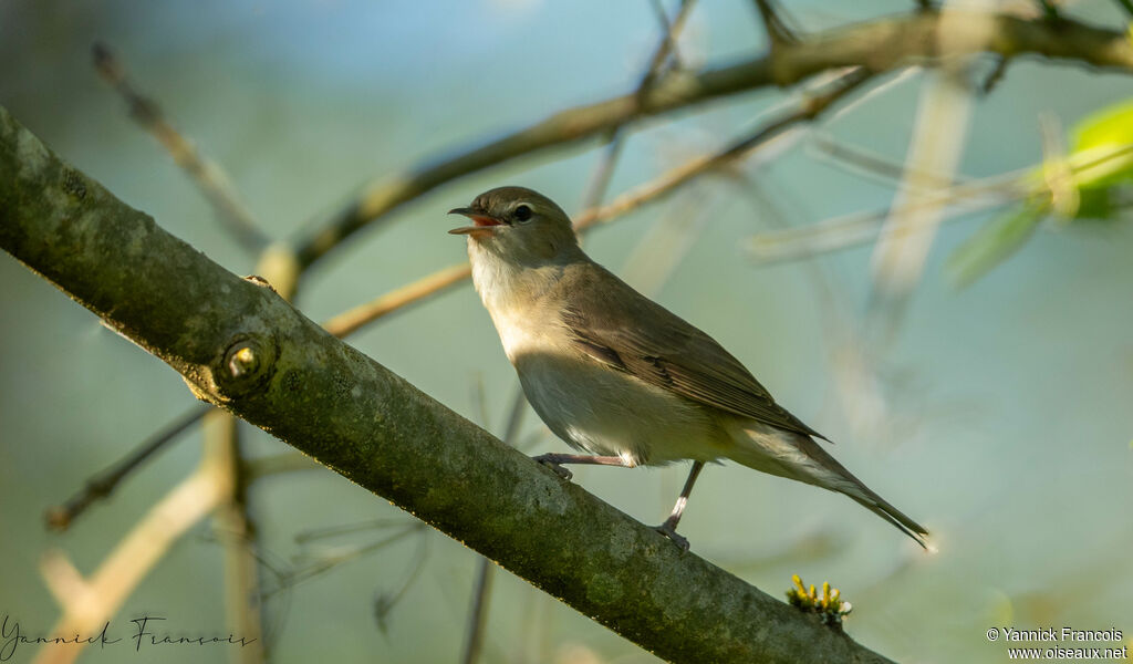 Fauvette des jardinsadulte, identification, composition, chant