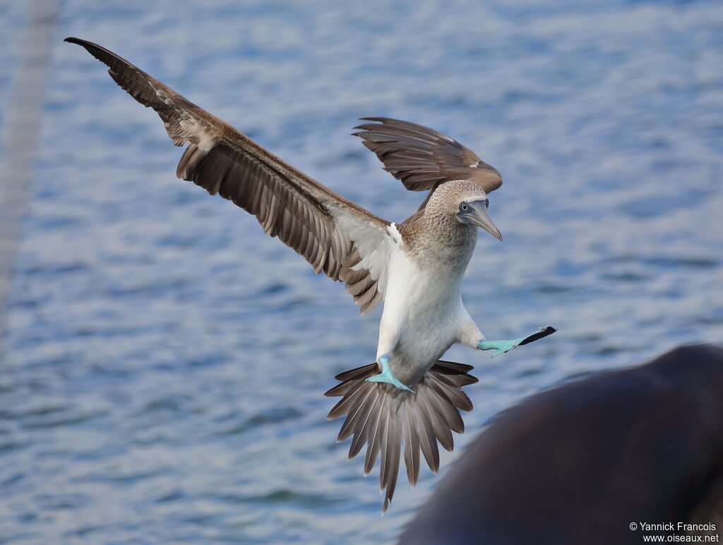 Blue-footed Boobyadult, aspect, Flight