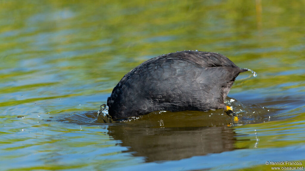 Eurasian Cootadult, identification, aspect