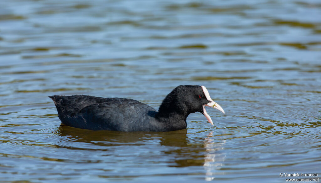 Eurasian Cootadult, identification, aspect, eats