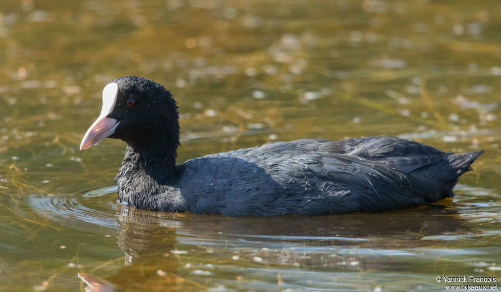 Eurasian Cootadult, identification, aspect