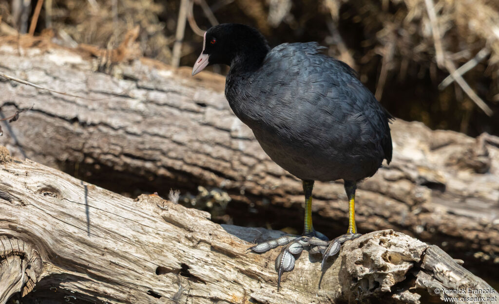Eurasian Cootadult, identification, aspect