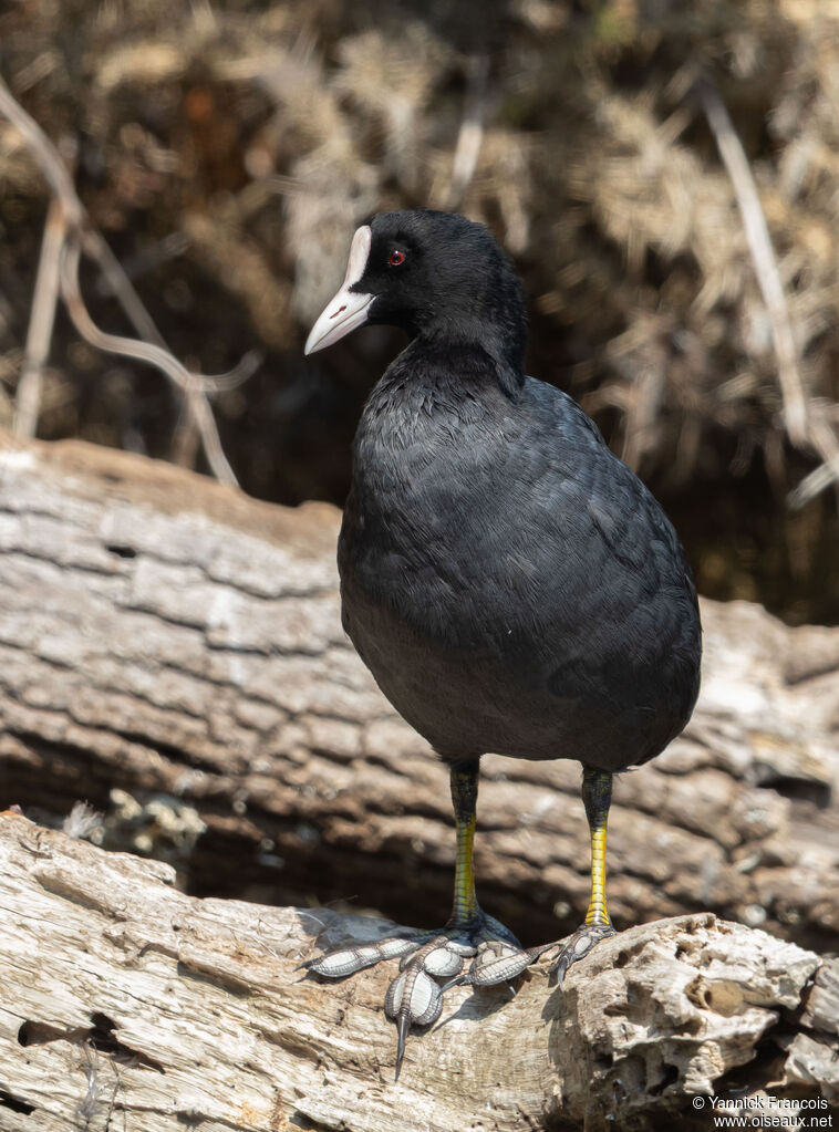Eurasian Cootadult, identification, aspect