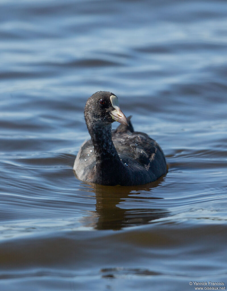 Eurasian Cootsubadult, identification, aspect
