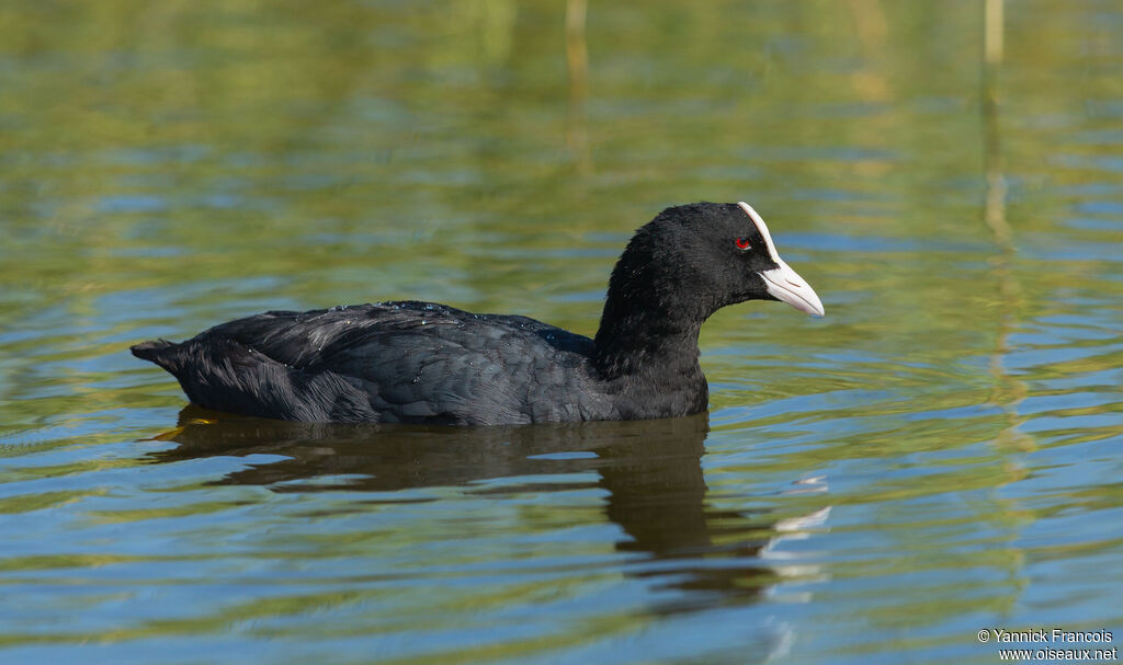 Eurasian Cootadult, identification, aspect