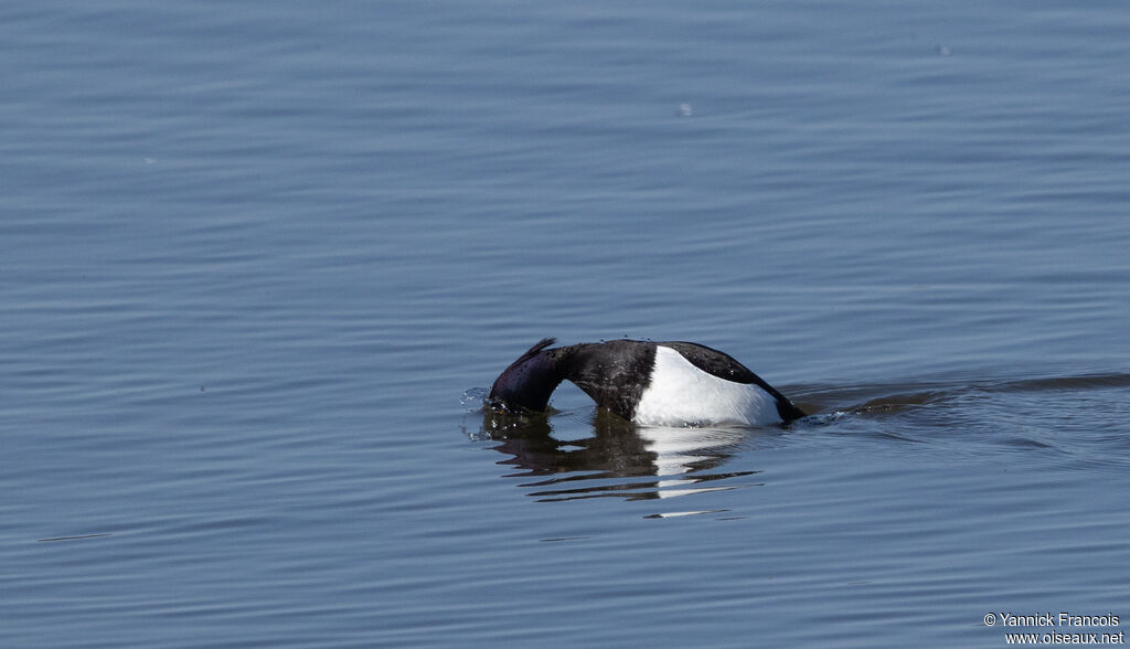 Fuligule morillon mâle adulte, identification, composition, pêche/chasse