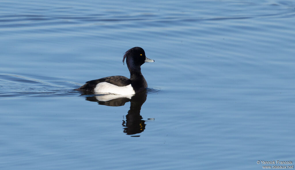 Fuligule morillon mâle adulte, habitat, composition