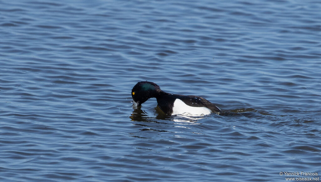 Fuligule morillon mâle adulte, identification, composition, pêche/chasse