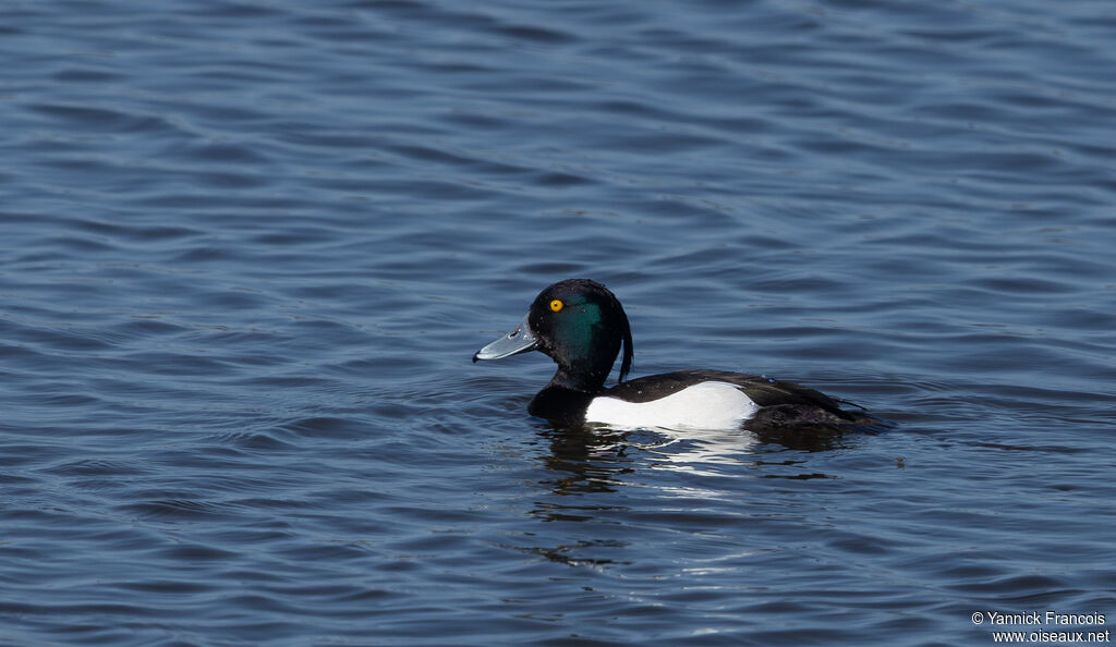Fuligule morillon mâle adulte, identification, composition