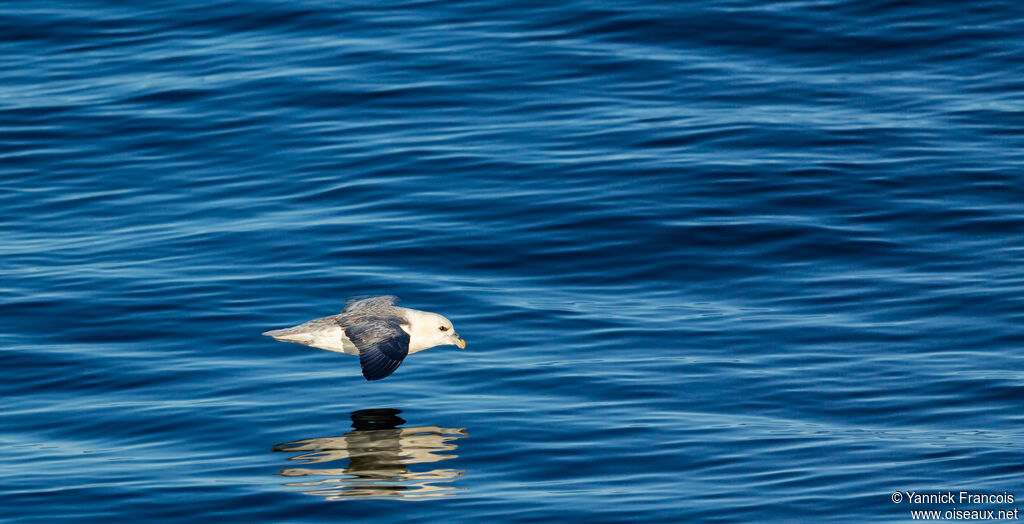 Fulmar boréaladulte, composition, Vol