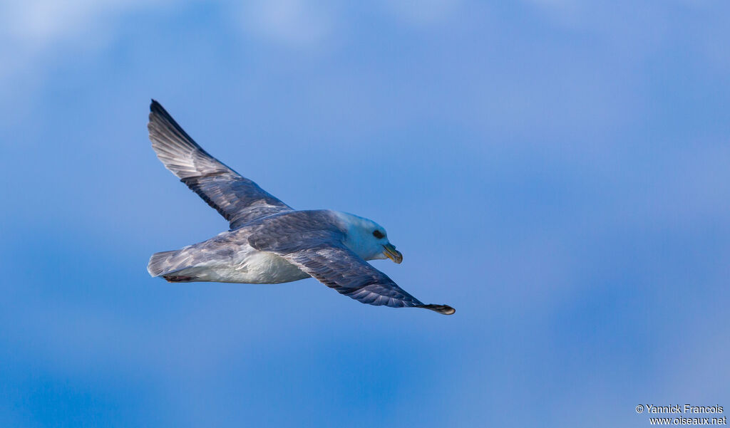Fulmar boréaladulte, composition, Vol