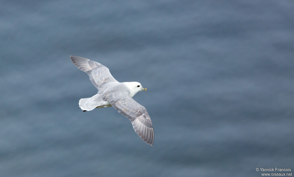 Northern Fulmaradult, identification, aspect, swimming