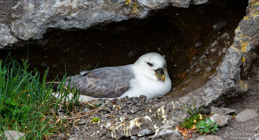 Northern Fulmaradult, identification, aspect