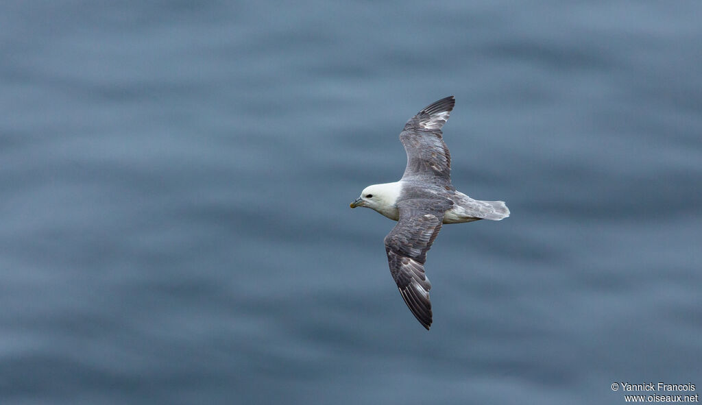 Northern Fulmaradult, identification, aspect, Flight