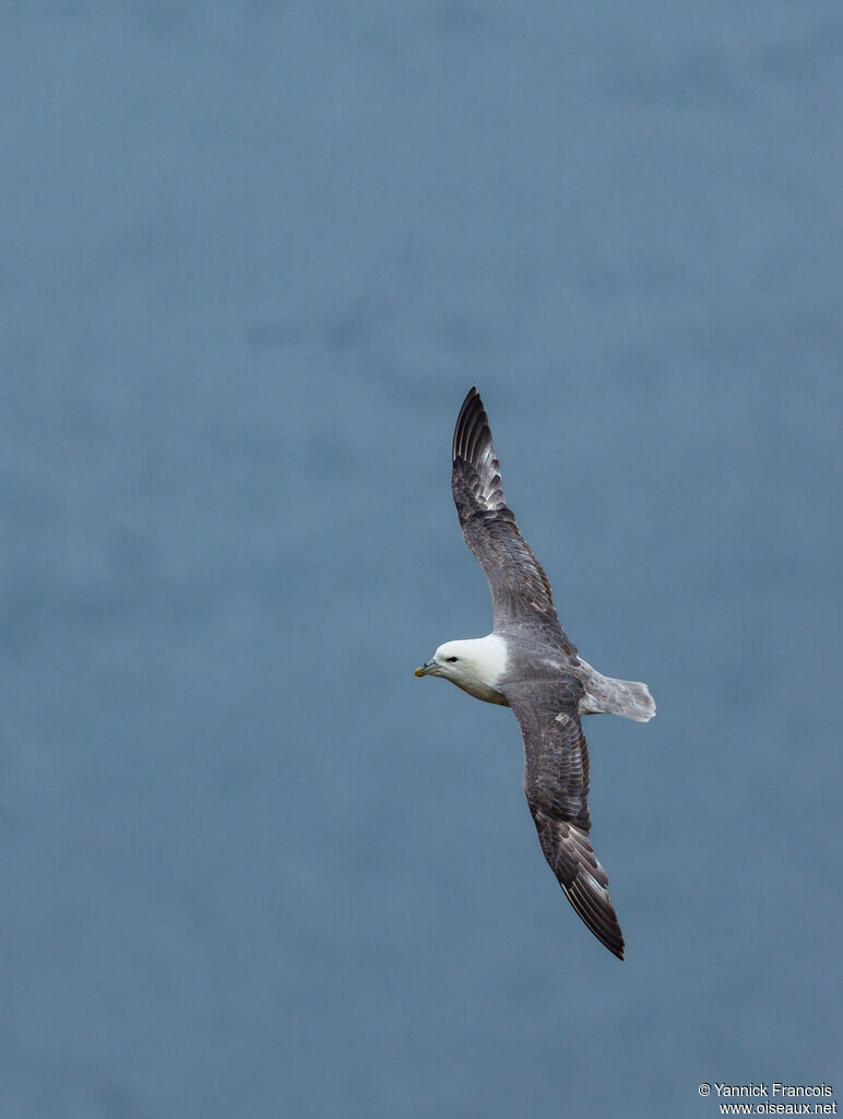 Northern Fulmaradult, aspect, Flight