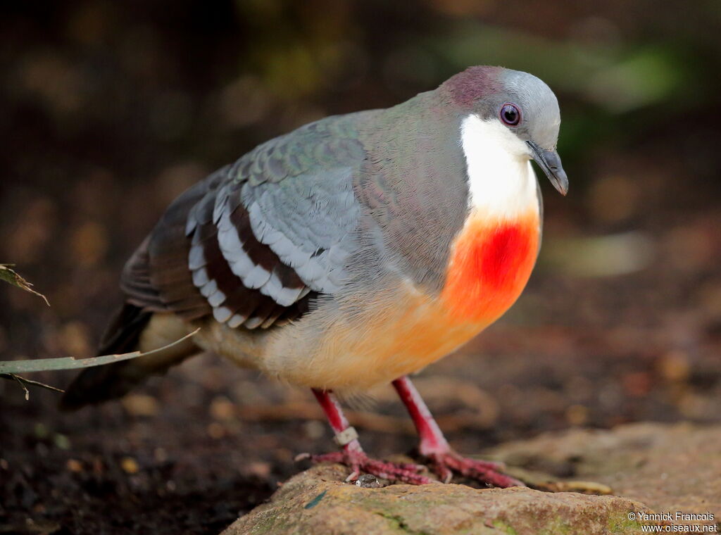 Luzon Bleeding-heartadult breeding, identification, aspect, song