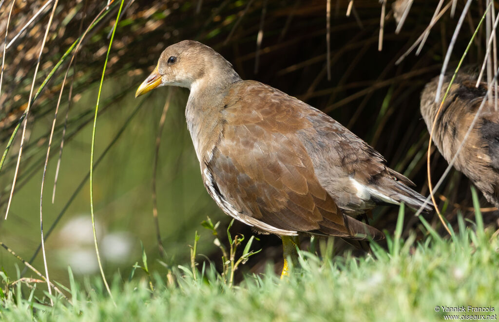 Gallinule poule-d'eauimmature, identification, composition