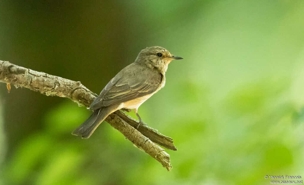 Spotted Flycatcheradult, identification, aspect