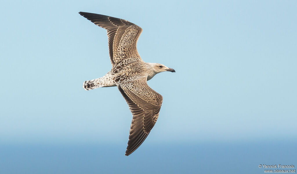 Great Black-backed Gullimmature, aspect, Flight